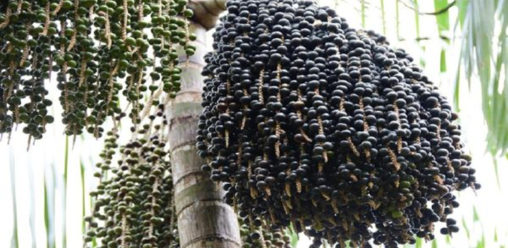 8 Beeren, die sich leicht in Töpfen anbauen lassen
