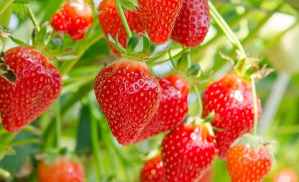 8 Beeren leicht in Töpfen anzubauen