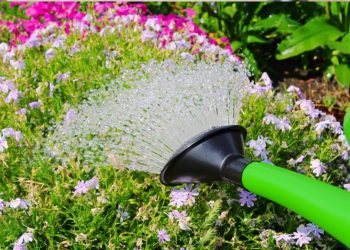 8 Fehler, die wir alle beim Gießen von Pflanzen machen