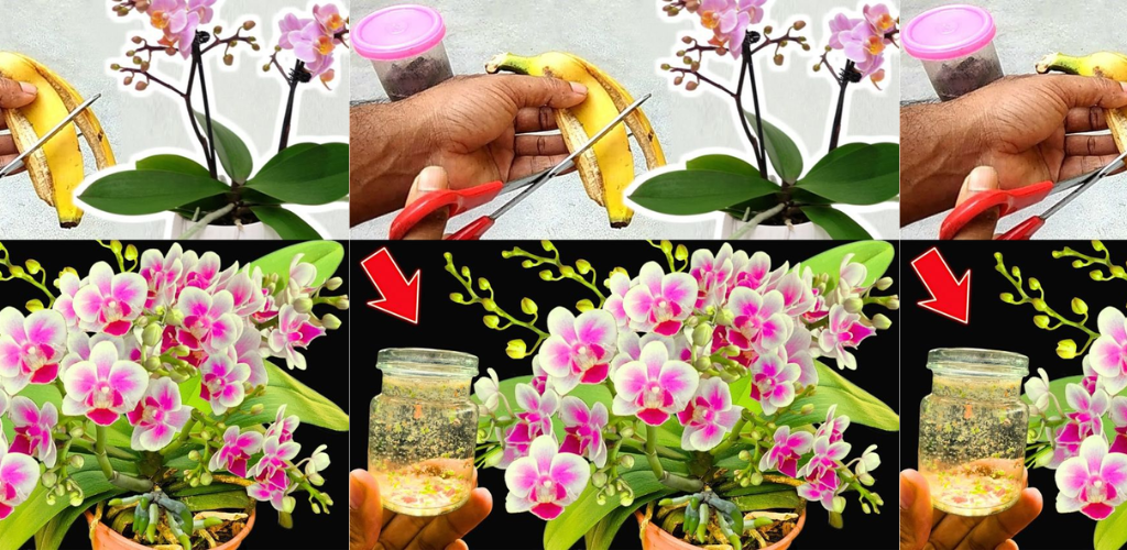 8 Tipps, damit Ihre Orchidee jedes Jahr blüht