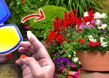 8 Verwendung von Vaseline im Garten