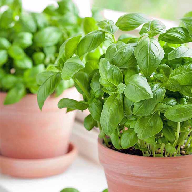 Topfbasilikum