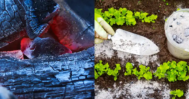 8 große Vorteile der Verwendung von Holzasche in Ihrem Garten