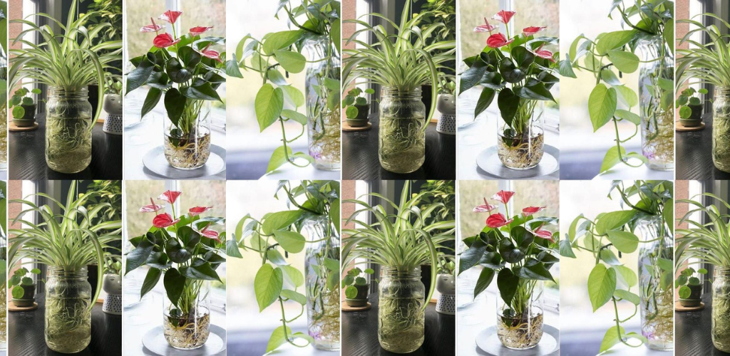 9 Hydrokulturpflanzen gedeihen ohne Erde und blühen direkt im Wasser