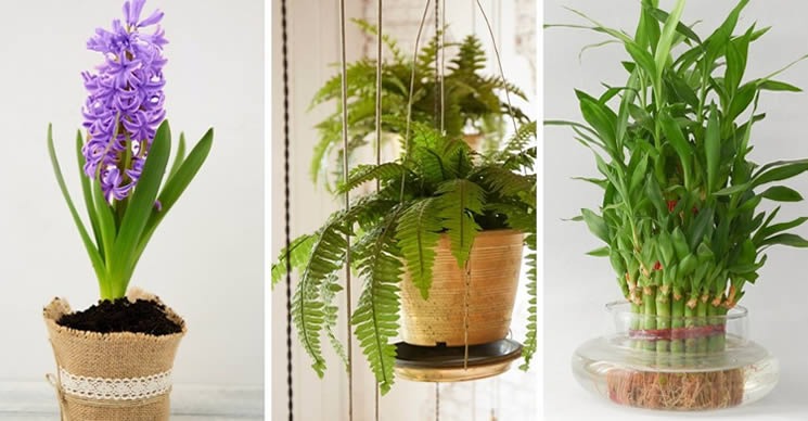 9 Pflanzen für das Badezimmer, die groß und schön wachsen und die ganze Feuchtigkeit aufsaugen