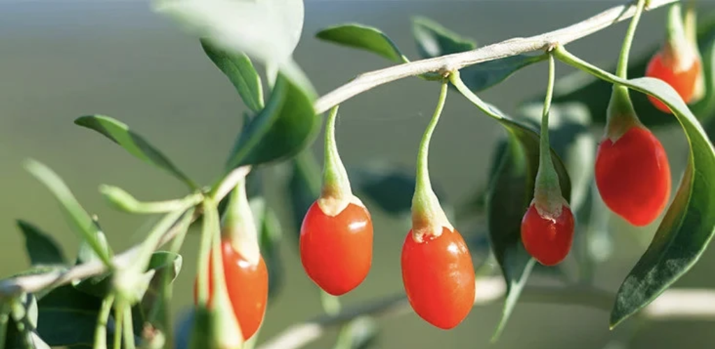 9 Pflanzen von Mutter Natur, die Ihren Garten bereichern