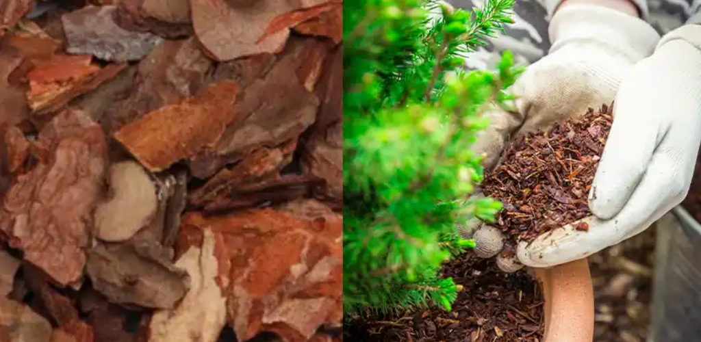 9 brillante Verwendungsmöglichkeiten für Kiefernrinde in Ihrem Haus und Garten