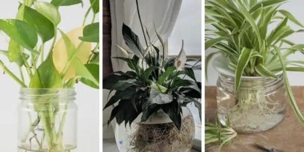 9 erstaunliche Zimmerpflanzen, die im Wasser wachsen