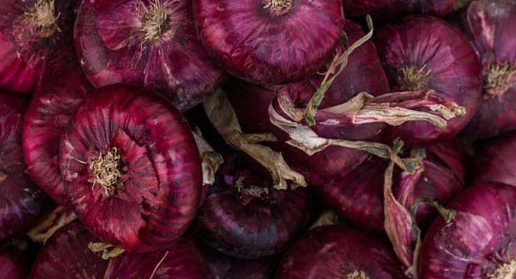 Welche schwarzen Flecken finden wir auf Zwiebeln? Schwarze Flecken auf Zwiebeln
