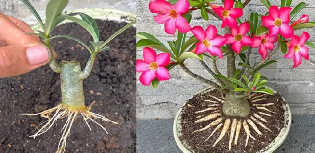 Adenium Bonsai: Die Kunst der Natur im Miniaturformat kultivieren