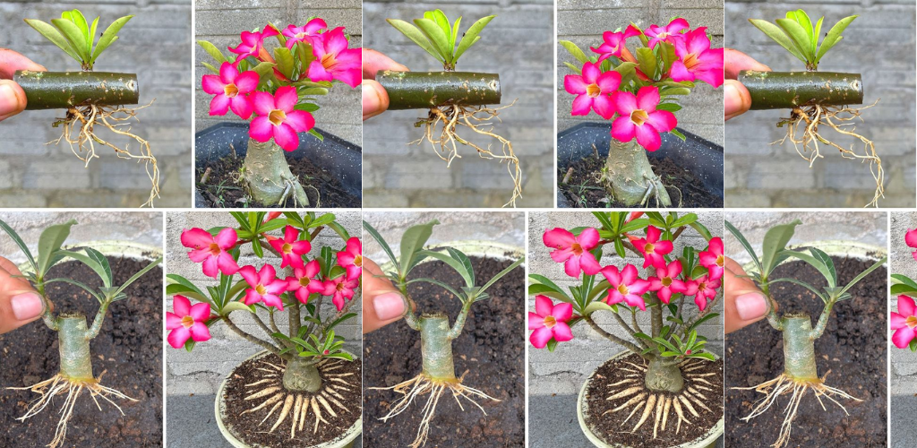 Adenium Bonsai: Die Kunst der Natur im Miniaturformat kultivieren