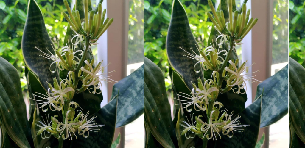 Alle nötigen Tricks, um Sansevieria zu pflegen und das ganze Jahr über blühen zu lassen