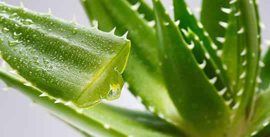 Aloe Vera: der Killer von Fettdepots, der mehr als 50 Krankheiten verhindert