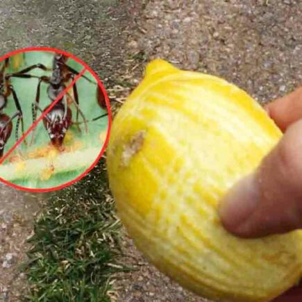 Ameisen: 4 perfekte natürliche Heilmittel, um sie sofort zu töten