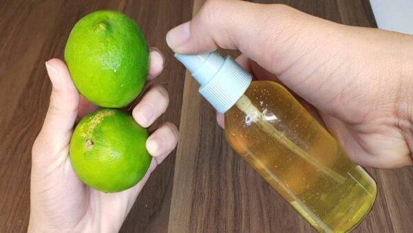 Ameisen, Fliegen und Kakerlaken sind eine schlechte Erinnerung, wenn Sie dies in Innenräumen tun