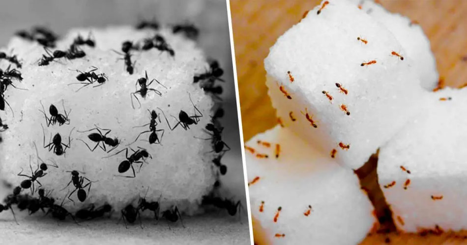 Ameisenfalle: Wie man sie ohne den Einsatz von Pestiziden für immer beseitigt