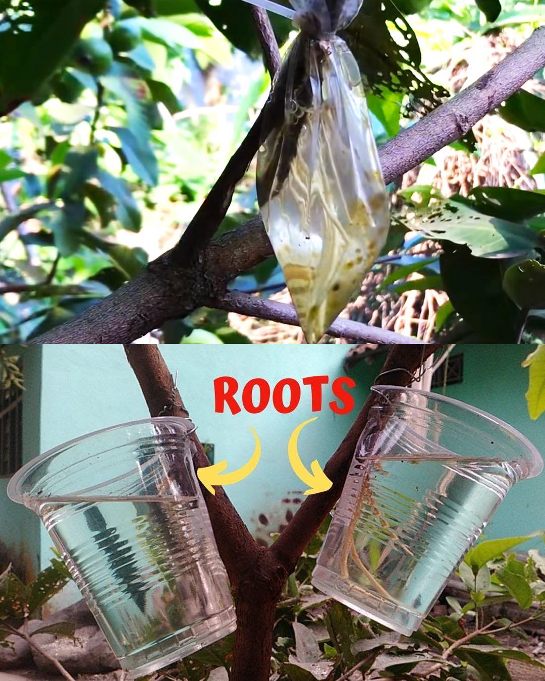 Anbau neuer Pflanzen: Einfache Wasser-Luft-Schichtung mit einem „Y“-Schnitt