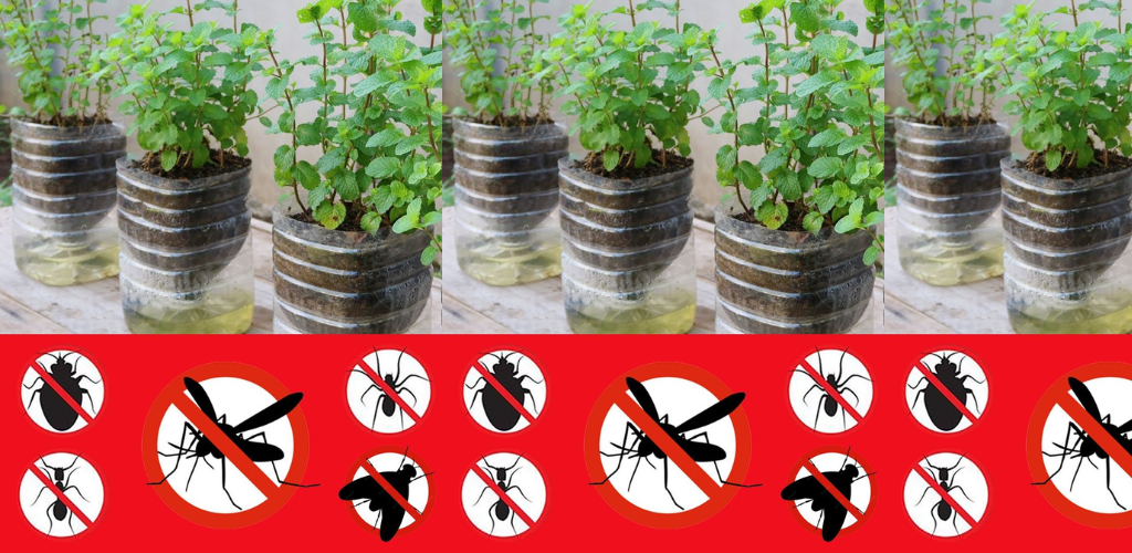 Anbau von Minze in recycelten 5-Liter-Flaschen: Ein nachhaltiger Ansatz mit Vorteilen bei der Insektenabwehr