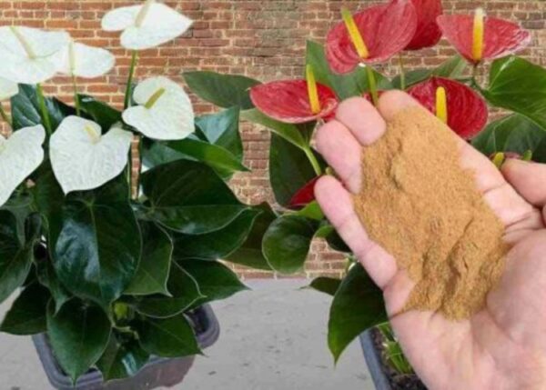 Anthurium, dieses Gewürz lässt es unermüdlich blühen: Verteilen Sie es und Sie werden das Ergebnis sehen!