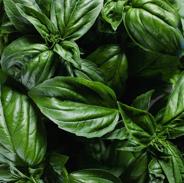 Basilikumblätter zur Abwehr von Mücken