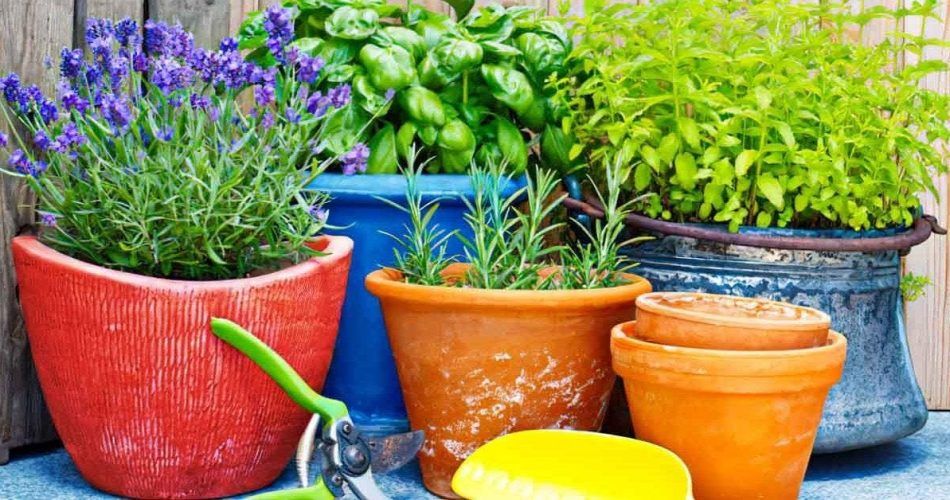 Anti-Mücken-Pflanzen: natürliche Lösungen zur Abwehr kleiner Eindringlinge