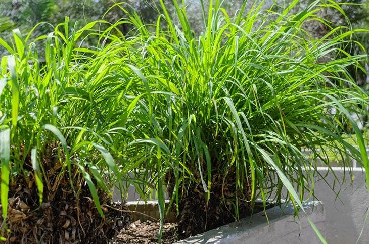 Ziemlich großes Zitronengras