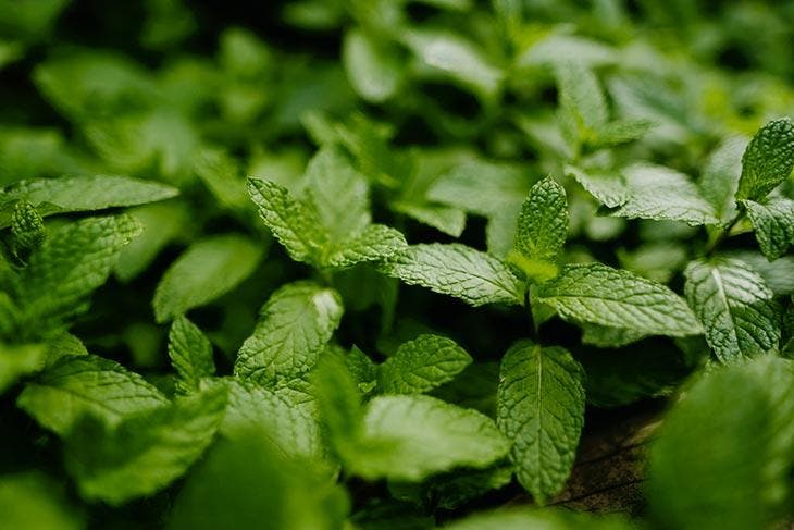 Frische Minzblätter