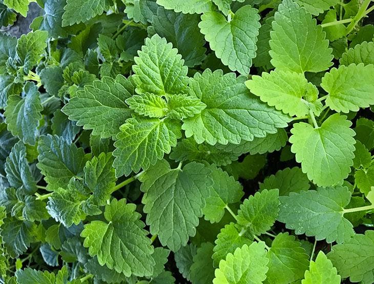 Katzenminzenblätter, Katzenminze