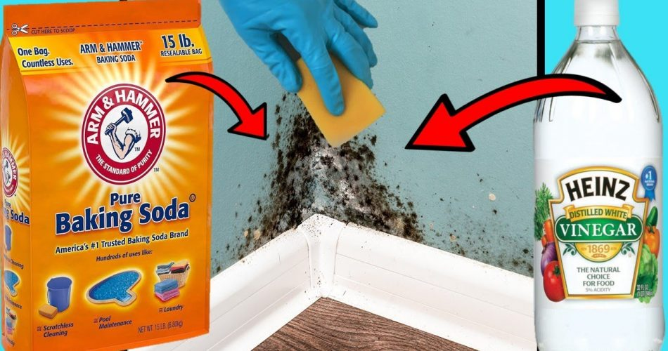 Anti-Schimmel-Creme zum Selbermachen: Ideal für Beläge und Fliesen