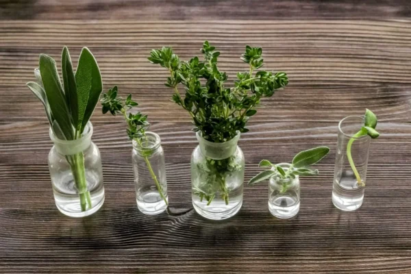 Aromatische Kräuter: 10 Pflanzen, die das ganze Jahr über nur im Wasser wachsen.