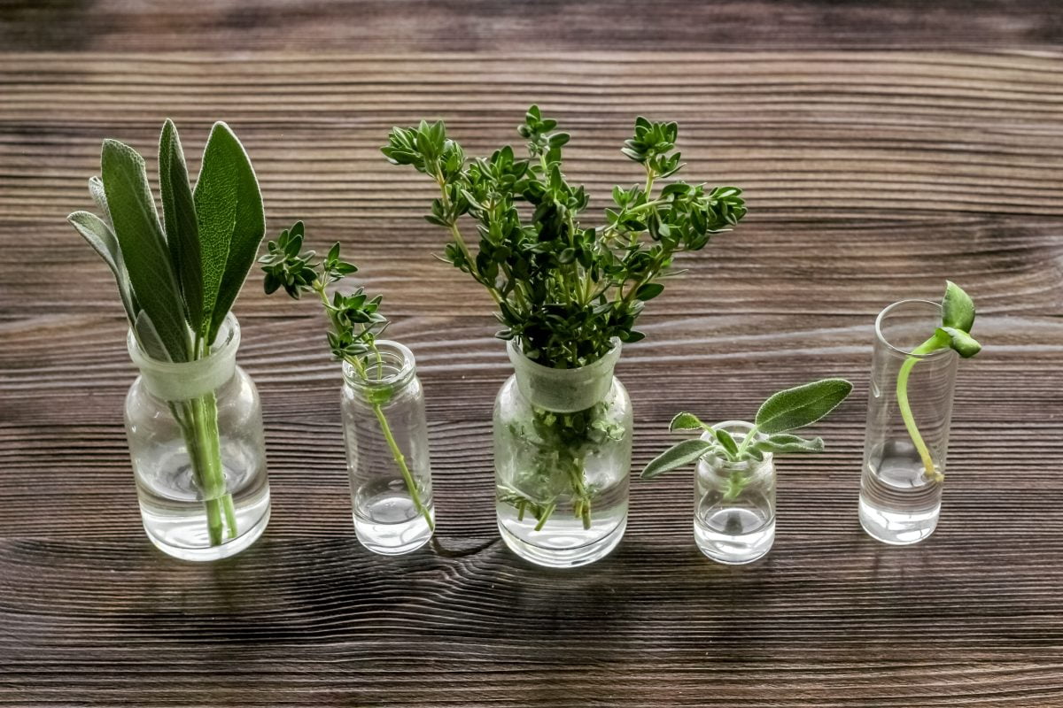 Aromatische Kräuter 10 Pflanzen, AdobeStock 304315121 Kräuter: 10 Pflanzen, die Sie das ganze Jahr über im Wasser anbauen können