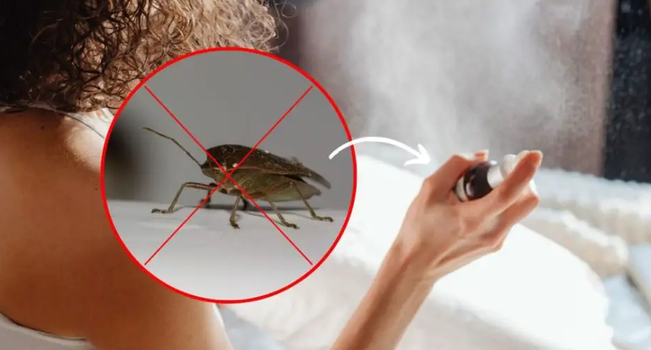 Auf Wiedersehen, Bettwanzen zu Hause, sie hassen sie: das unfehlbare Mittel, um sie fernzuhalten