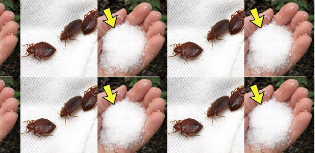 Auf Wiedersehen mit Bettwanzen im Garten, außer chemischen Insektiziden: Sie schwimmen sofort