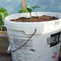 Auf dem Wasser gewachsene Gurken!