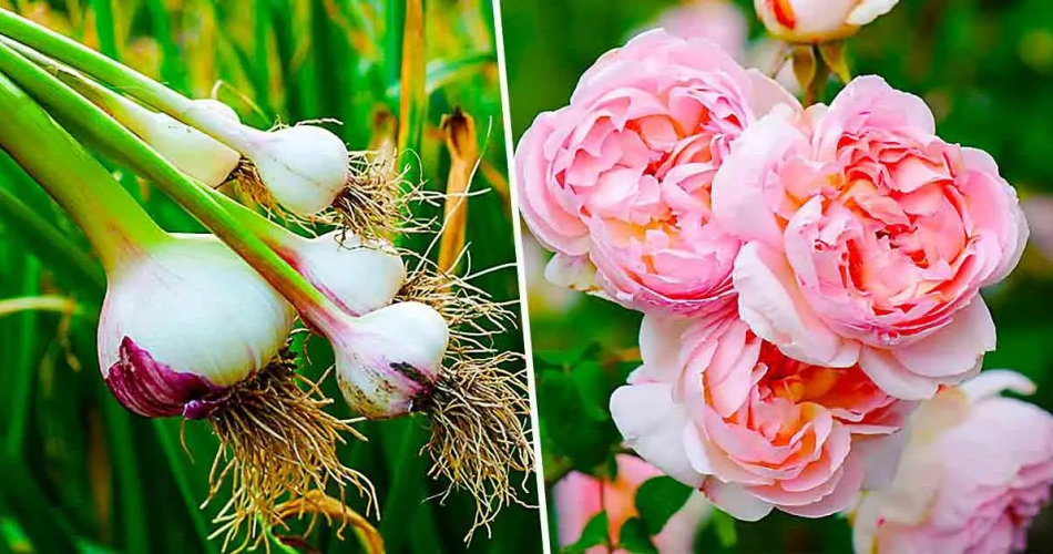 Aus diesem Grund sollten Sie Knoblauch neben Rosen anbauen