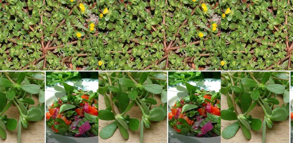 Aus diesem Grund sollten Sie Portulak in Ihren Garten integrieren