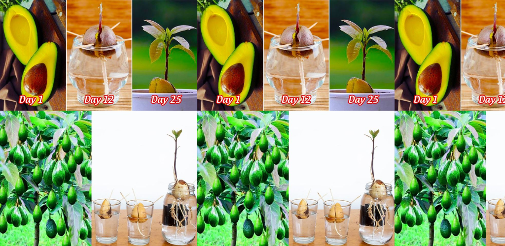 Avocado-Pflanzen zu Hause anbauen: Eine Schritt-für-Schritt-Anleitung