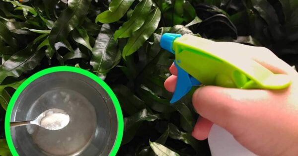 Backpulver ist der beste Freund eines Gärtners: 12 clevere Anwendungen