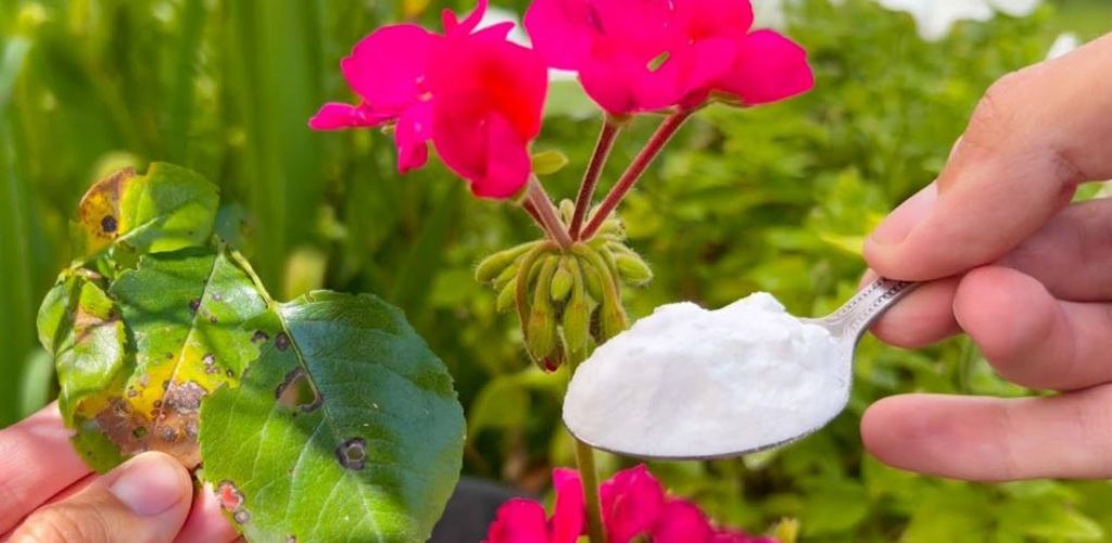 Backpulver ist der beste Freund eines Gärtners – hier sind 10 clevere Anwendungen im Garten