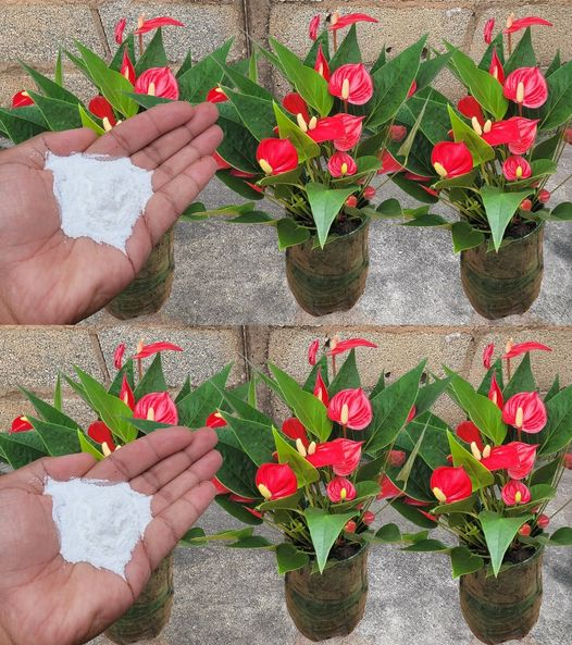 Backpulver ist der beste Freund eines Gärtners – hier sind 10 clevere Verwendungsmöglichkeiten im Garten