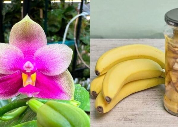 Bananenschale ist der beste natürliche Dünger für Ihre Orchideen