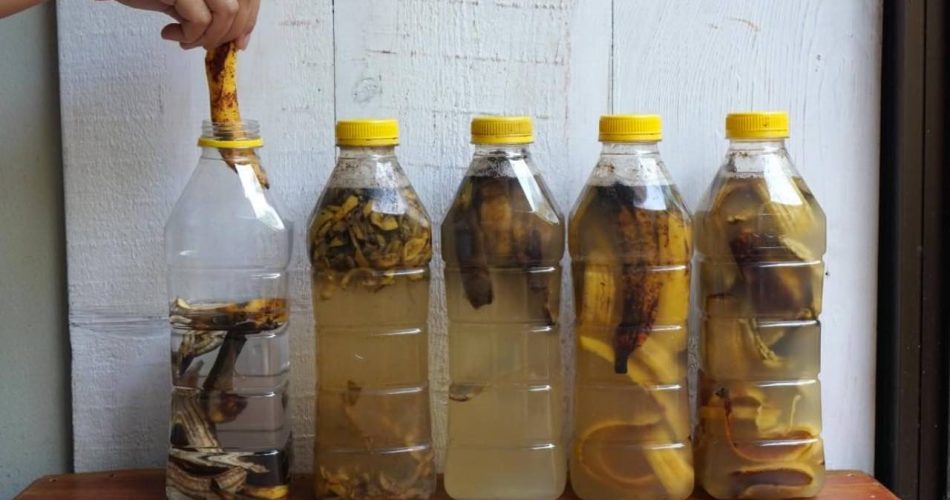 Bananenschalen in 1 Flasche Wasser einweichen – was einige Augenblicke später passiert