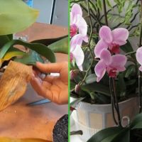 Bananenschalendünger für Orchideen!