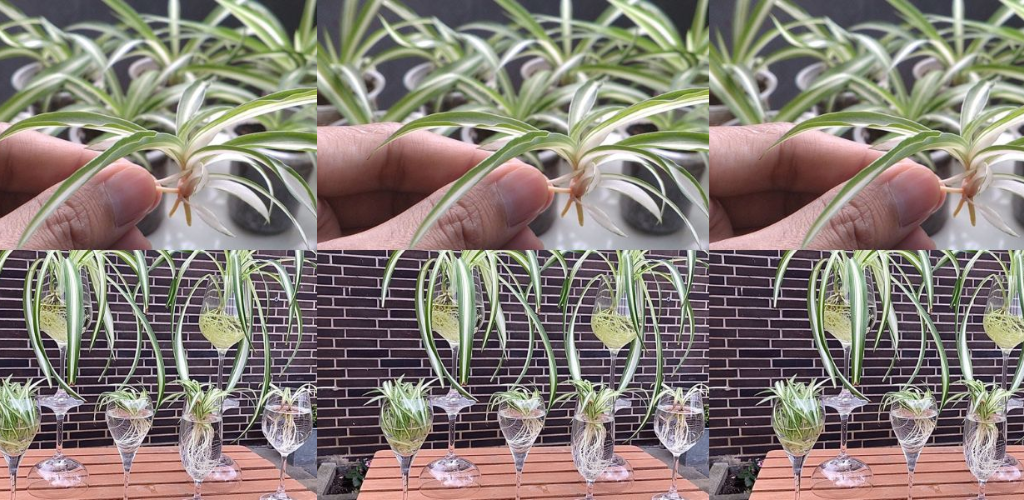 Band oder Phalangium: 3 Dinge, die Sie tun können, damit es gesund und üppig bleibt!