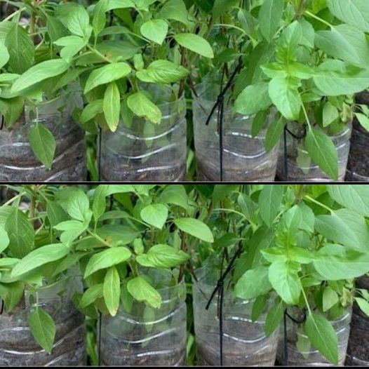 Basilikum: Ein Esslöffel dieser Zutat hält Sie jahrelang gesund und üppig