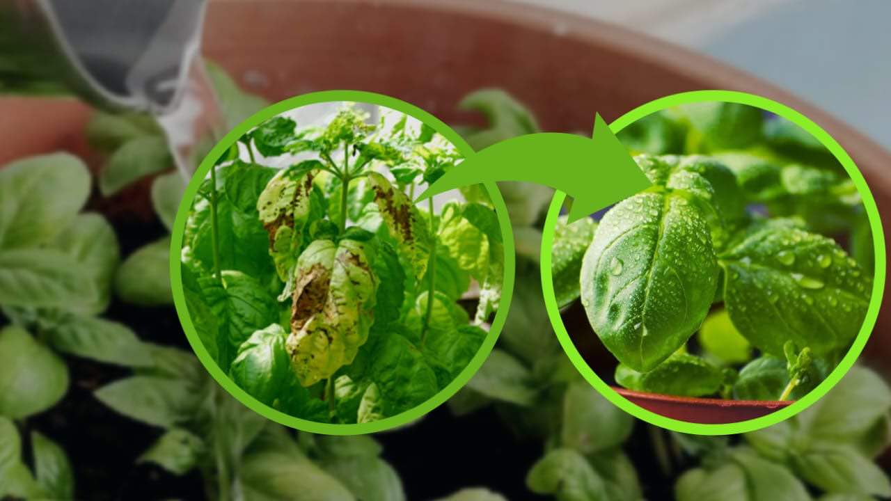 Wie man Basilikum gießt