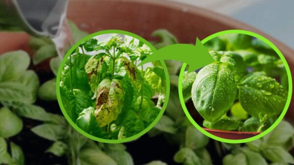 Basilikum, gießen Sie es NIEMALS auf diese Weise: Sie verfaulen sonst | Viele liegen falsch