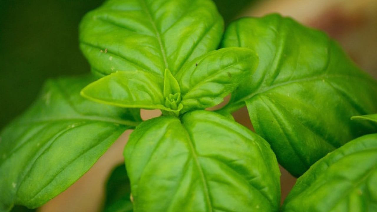 Basilikum