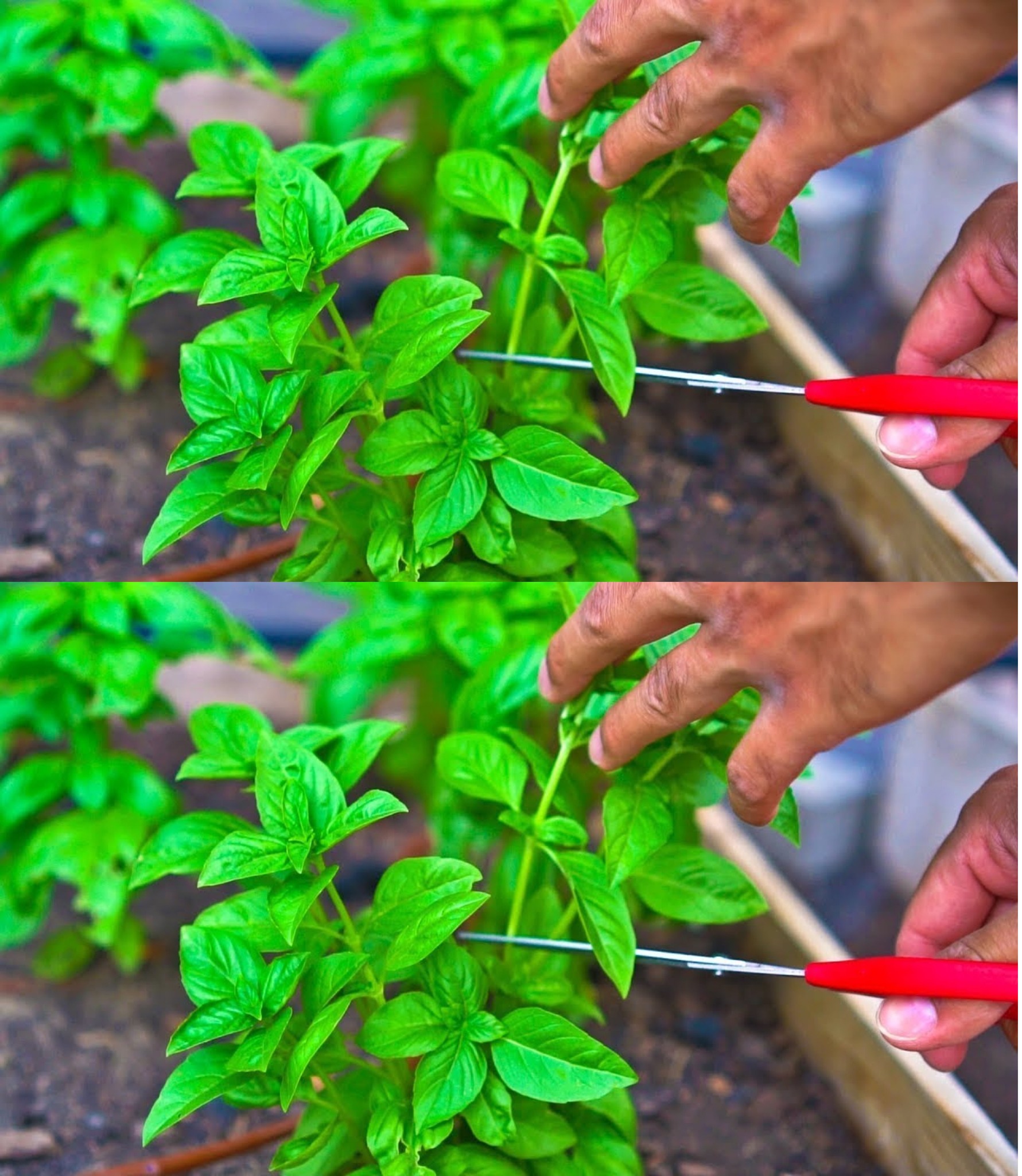 Basilikum, wo man es pflanzt, um es stark, schön und üppig zu haben: der unerwartete Ort