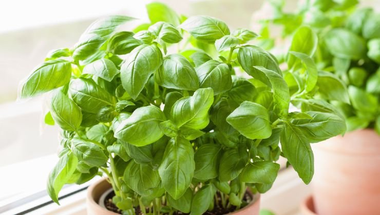 Basilikum zu Hause